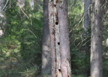 Nistmöglichkeit für Specht & Co.jpg Nistmöglichkeit für Specht & Co.jpg