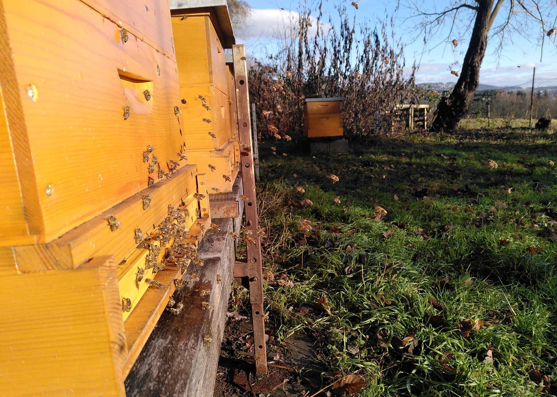 Bienenflug im Jänner.jpg Bienenflug im Jänner.jpg