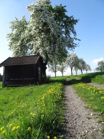 Störend sind für Imkerinnen und Imker auch die Wiesenameisen, insbesondere,  wenn sie in der Nähe des Bienenstandes bzw. –hauses ihre Erdnester haben. © Bienenzentrum OÖ/Frühwirth