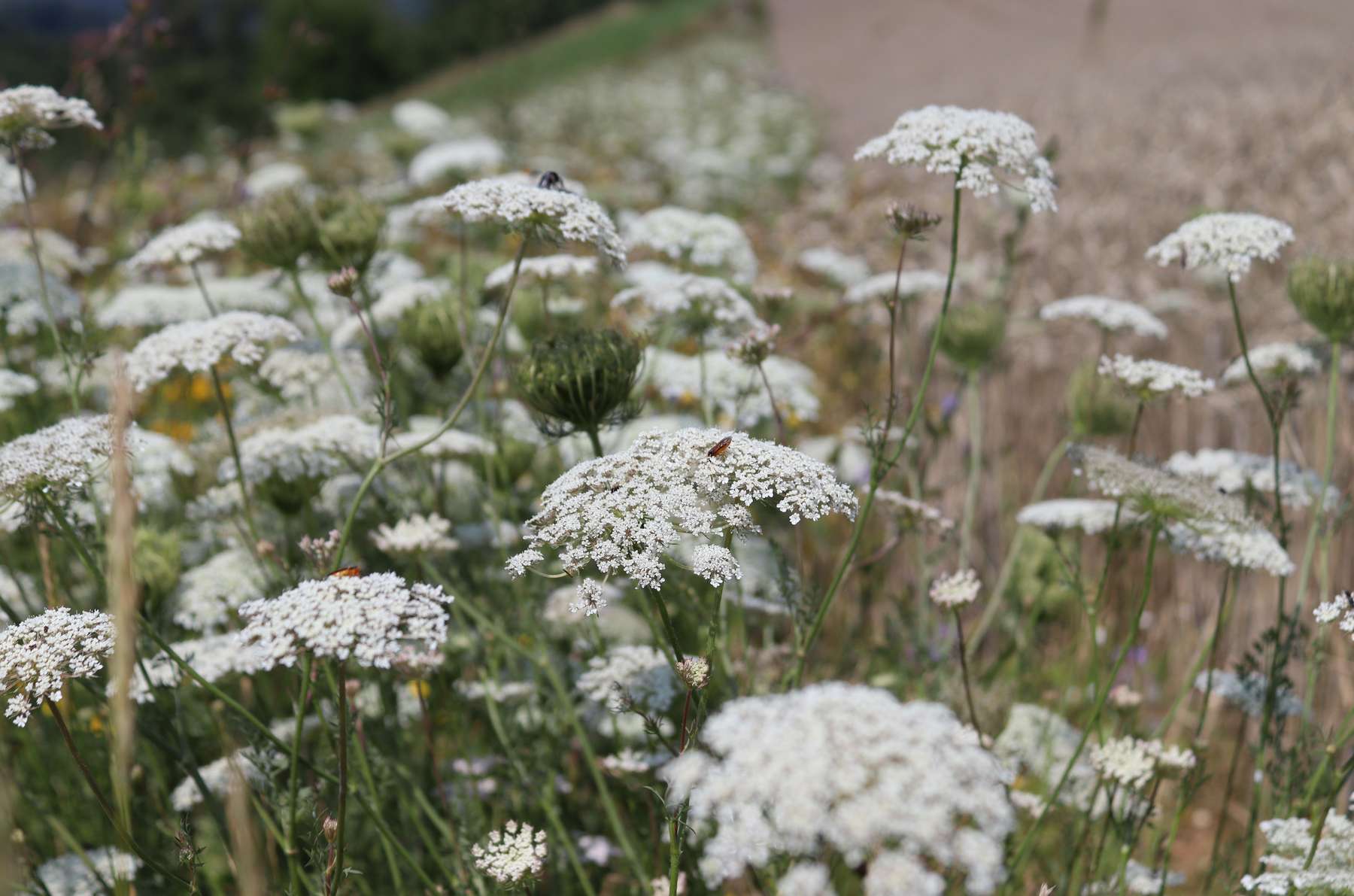Biodiversität und Landwirtschaft sind vereinbar. .jpg Biodiversität und Landwirtschaft sind vereinbar. .jpg