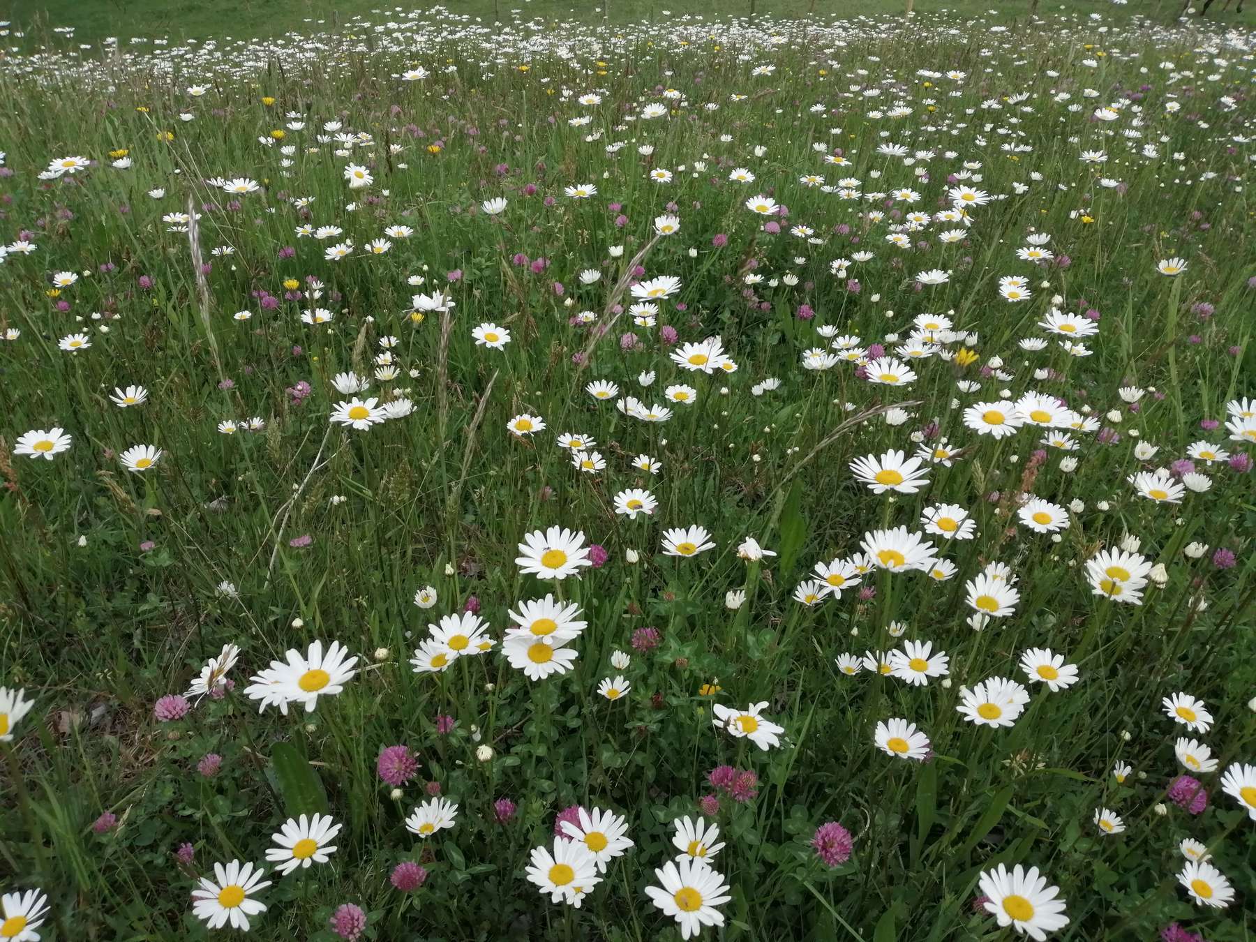 Blühende Grünlandflächen.jpg Blühende Grünlandflächen.jpg