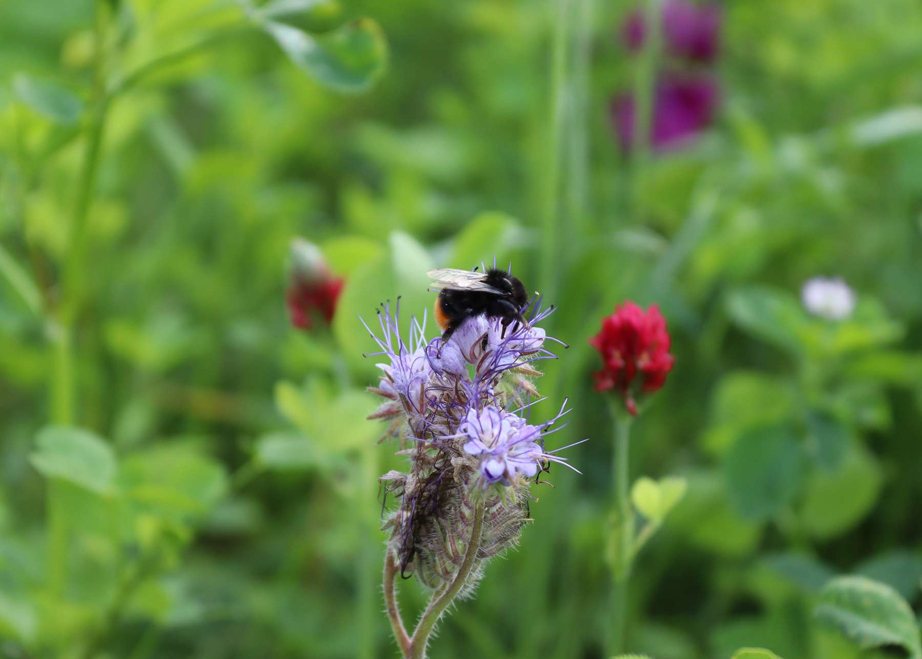 Hummel bei der Nahrungssuche.jpg Hummel bei der Nahrungssuche.jpg
