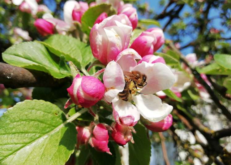 Jedem Apfel seine Biene ist das Motto der diesjährigen Schwerpunktveranstaltung des Bienenzenntrums OÖ.jpg