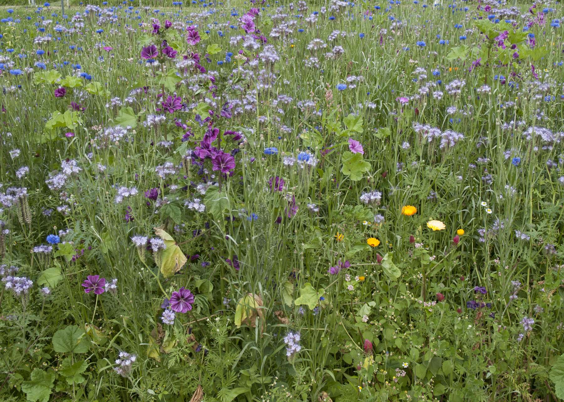 BM1 Ackerblühmischung.jpg BM1 Ackerblühmischung.jpg