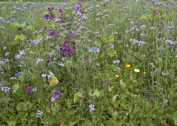 BM1 Ackerblühmischung.jpg BM1 Ackerblühmischung.jpg