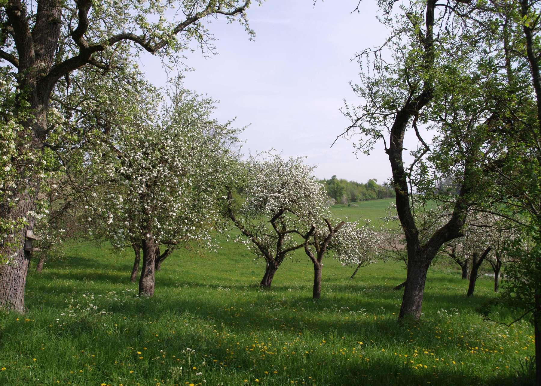 Streuobstwiese im Frühling.jpg Streuobstwiese im Frühling.jpg