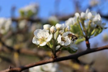 Biene auf Obstbaumblüte.jpg