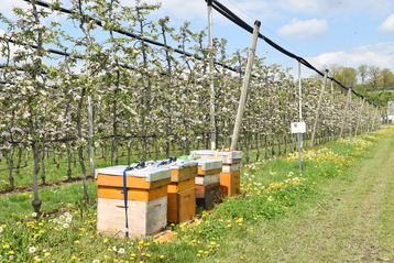 Die Bienenvölker sind so nah wie möglich an bzw. in der Kultur zu positionieren, sobald bereits zehn Prozent der Zielkultur erblühen  beziehungsweise wenn beim Apfel die Königsblüte startet. .jpg
