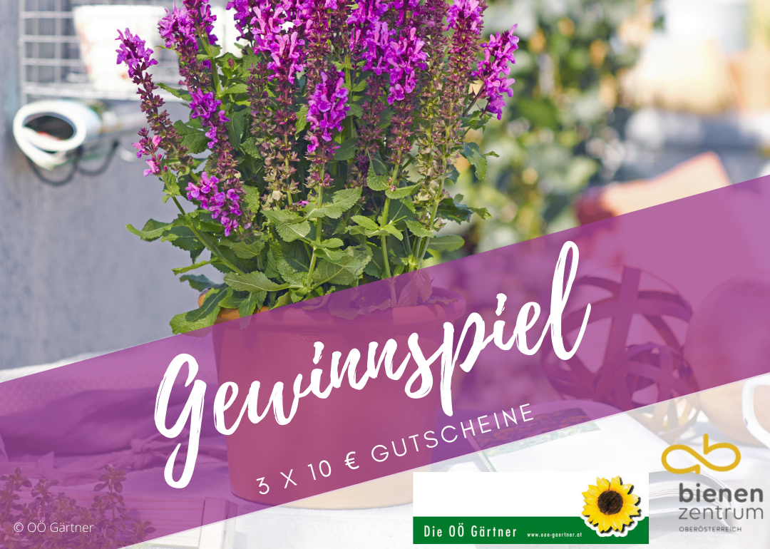 Gewinnspiel Weltbienentag 2022.png Gewinnspiel Weltbienentag 2022.png