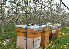Bestäubungsvölker in einer OÖ Apfelplantage.jpg