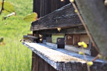 So unterschiedlich Honigbienen und Wildbienen auch sind, so können beide mit den gleichen Maßnahmen gefördert werden..jpg So unterschiedlich Honigbienen und Wildbienen auch sind, so können beide mit den gleichen Maßnahmen gefördert werden..jpg