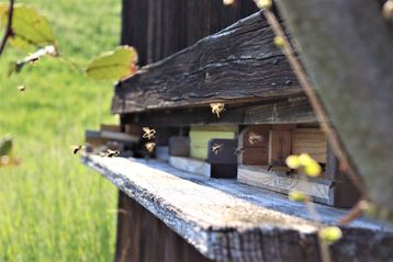 So unterschiedlich Honigbienen und Wildbienen auch sind, so können beide mit den gleichen Maßnahmen gefördert werden..jpg