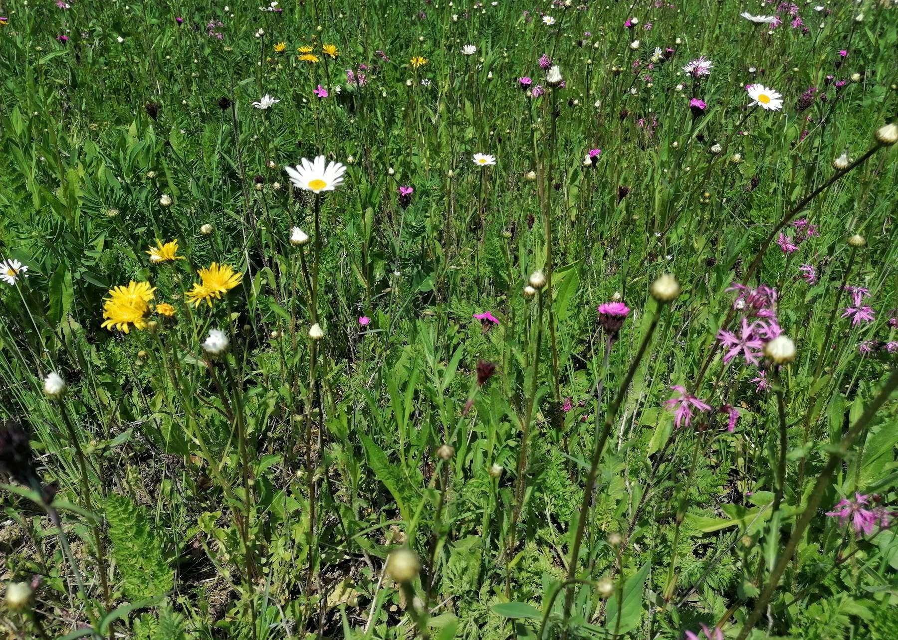 Biodiversitätsfläche.jpg Biodiversitätsfläche.jpg