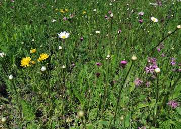 Biodiversitätsfläche.jpg Biodiversitätsfläche.jpg