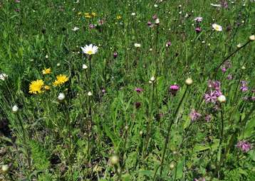 Biodiversitätsfläche.jpg