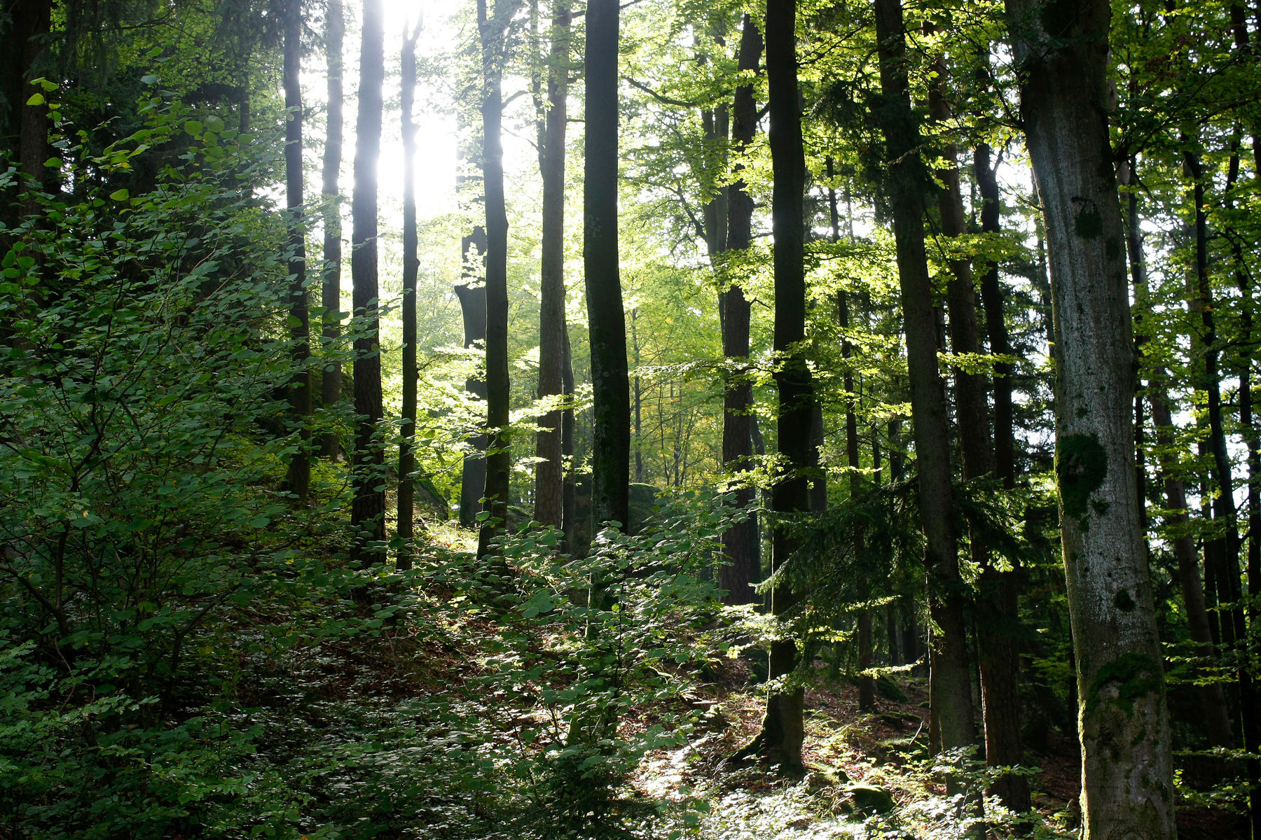 Wald in Klingenberg.jpg Wald in Klingenberg.jpg