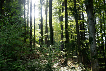 Wald in Klingenberg.jpg Wald in Klingenberg.jpg