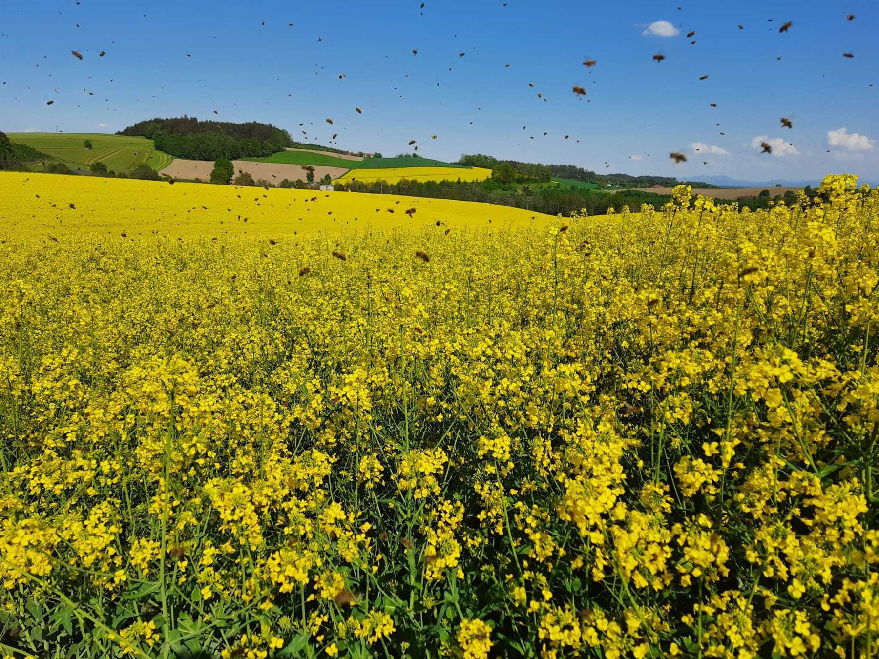 Bienenflug im Raps .jpg Bienenflug im Raps .jpg