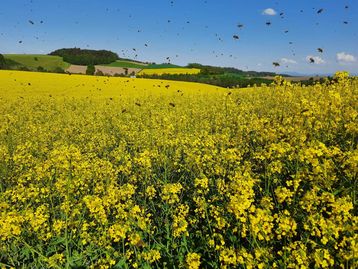 Bienenflug im Raps .jpg Bienenflug im Raps .jpg