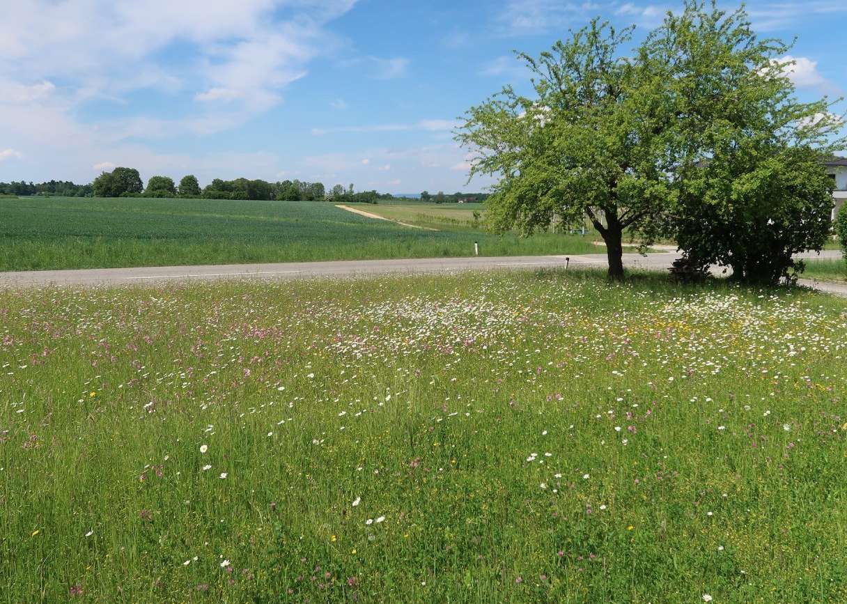 Biodiversität.jpg Biodiversität.jpg