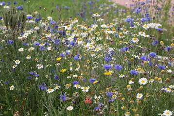 Blumenwiese .jpg Blumenwiese .jpg