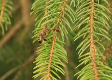Hoffnung auf Waldhonig: Biene an kleiner Lecanie.jpg