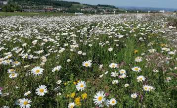 Biodiversitätsfläche im Jahr nach der Anlage.jpg Biodiversitätsfläche im Jahr nach der Anlage.jpg