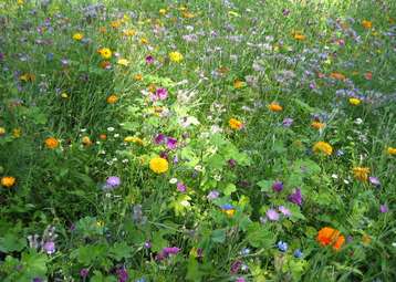 Nahaufnahme von Ringelblumen, Malve, ....jpg Nahaufnahme von Ringelblumen, Malve, ....jpg