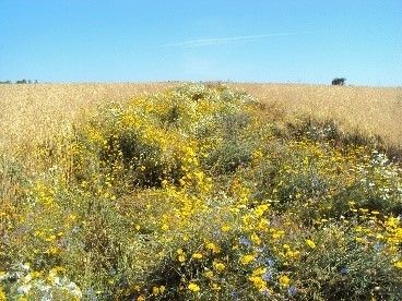 Entwicklung eines Blühstreifens Anfang Juli .jpg Entwicklung eines Blühstreifens Anfang Juli .jpg