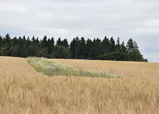 Blühstreifen im Getreidefeld.jpg Blühstreifen im Getreidefeld.jpg