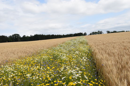 Entwicklungsstand Ende Juli.jpg Entwicklungsstand Ende Juli.jpg