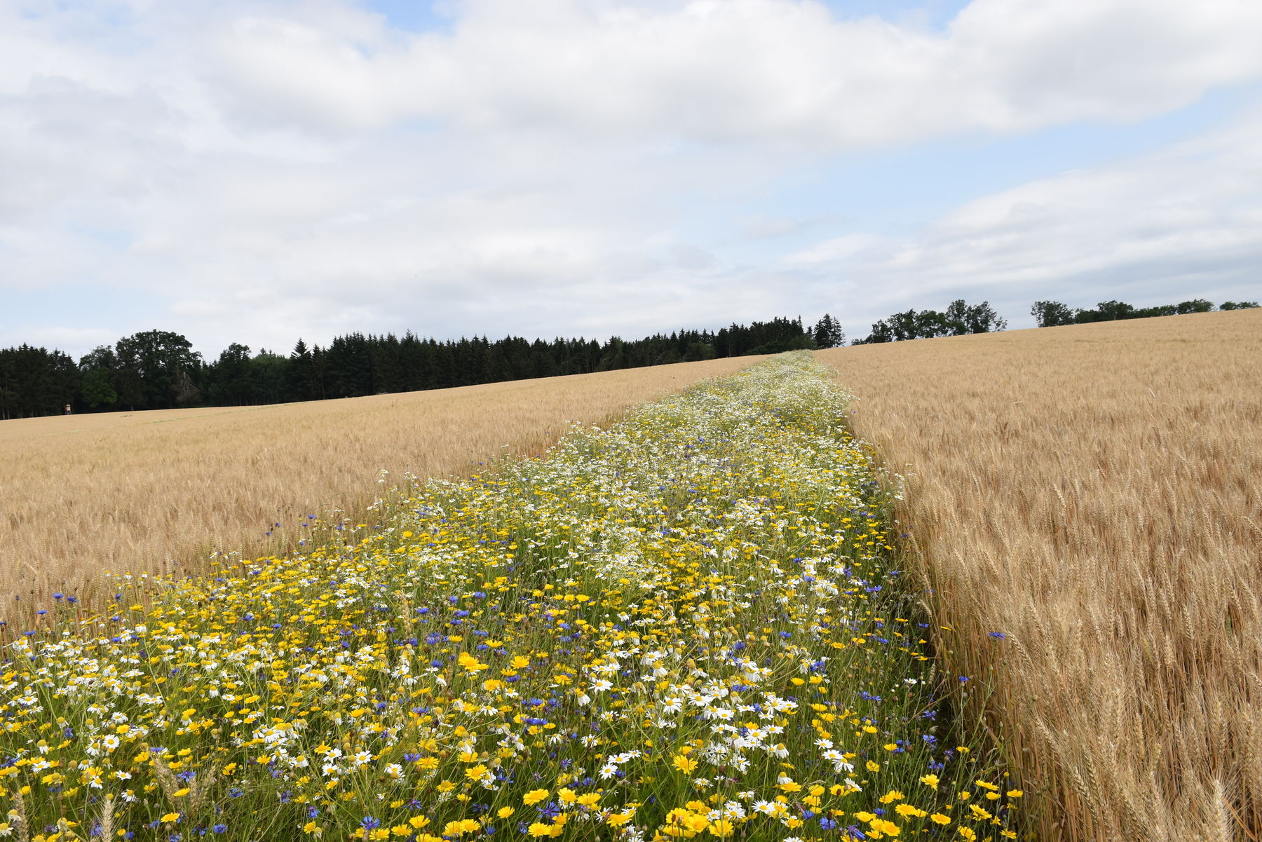 Entwicklungsstand Ende Juli.jpg Entwicklungsstand Ende Juli.jpg