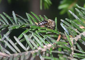Honigbiene auf Tannenzweig.jpg Honigbiene auf Tannenzweig.jpg