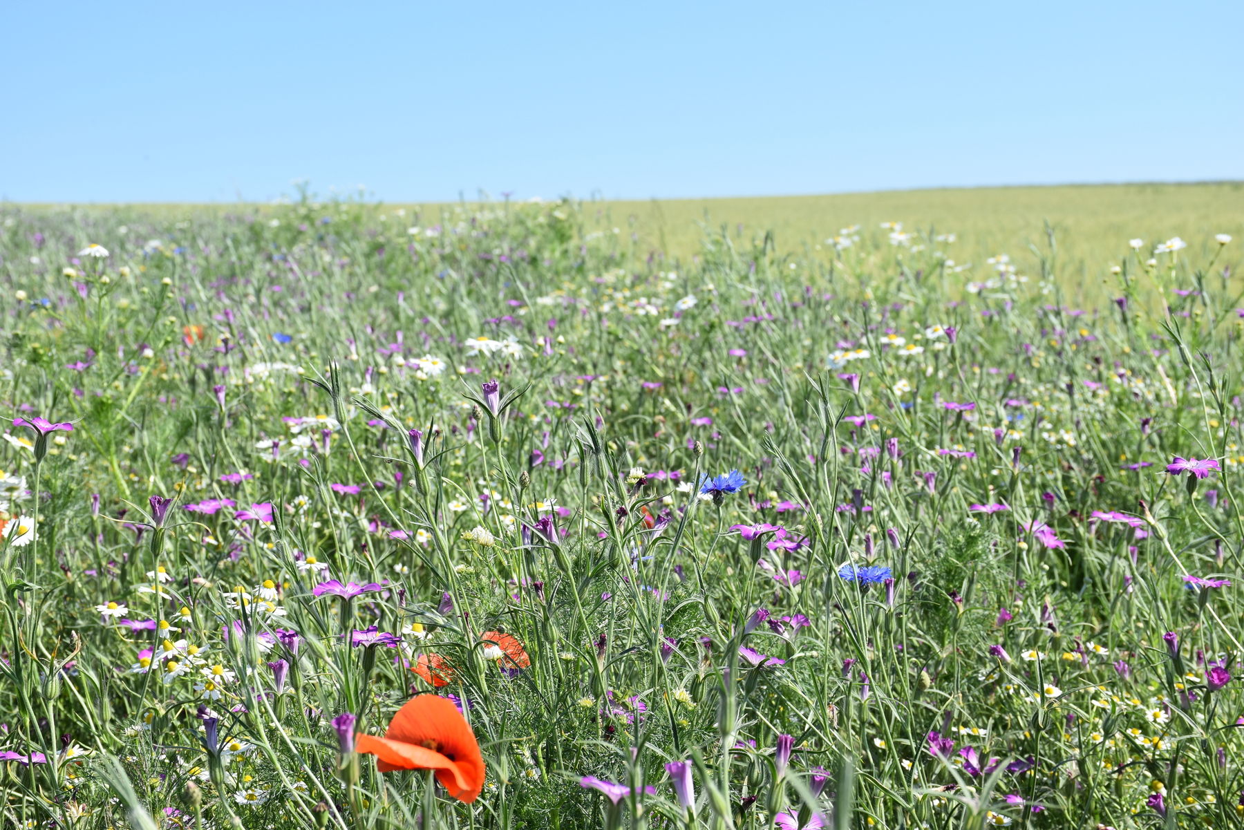 Wer zu Weihnachten eine Blühpatenschaft verschenkt, kann im Juni den Blick auf  diese Blumenwiese genießen..jpg