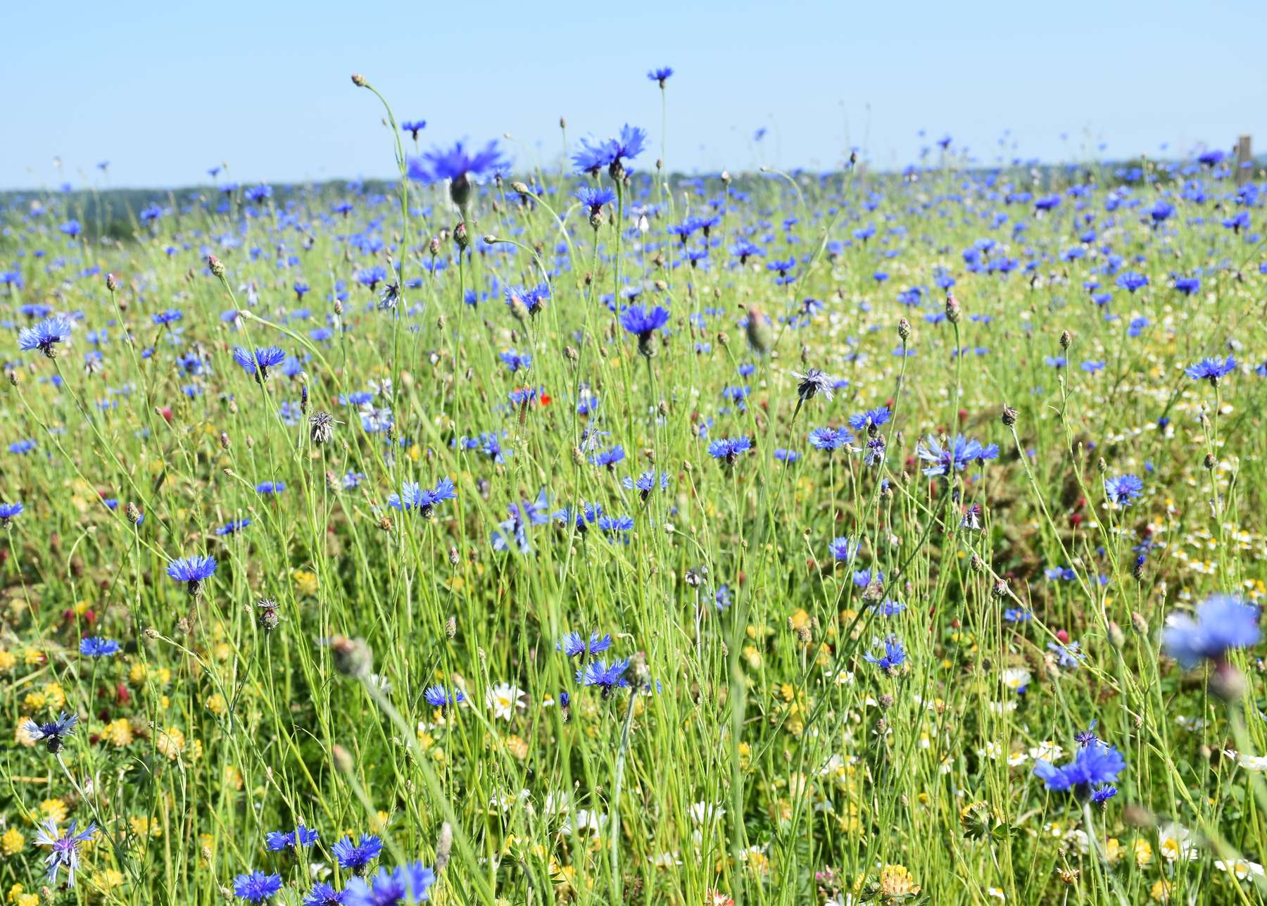 Landwirt.Schaf(f)t.Biodiversität .jpg Landwirt.Schaf(f)t.Biodiversität .jpg