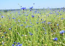 Landwirt.Schaf(f)t.Biodiversität .jpg Landwirt.Schaf(f)t.Biodiversität .jpg