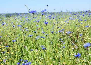 Landwirt.Schaf(f)t.Biodiversität .jpg Landwirt.Schaf(f)t.Biodiversität .jpg