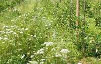 Eingesäte Mehrjährige Blühstreifen können als Nahrungsquelle dienen und so die natürliche Vielfalt der Wildbestäuber fördern .jpg