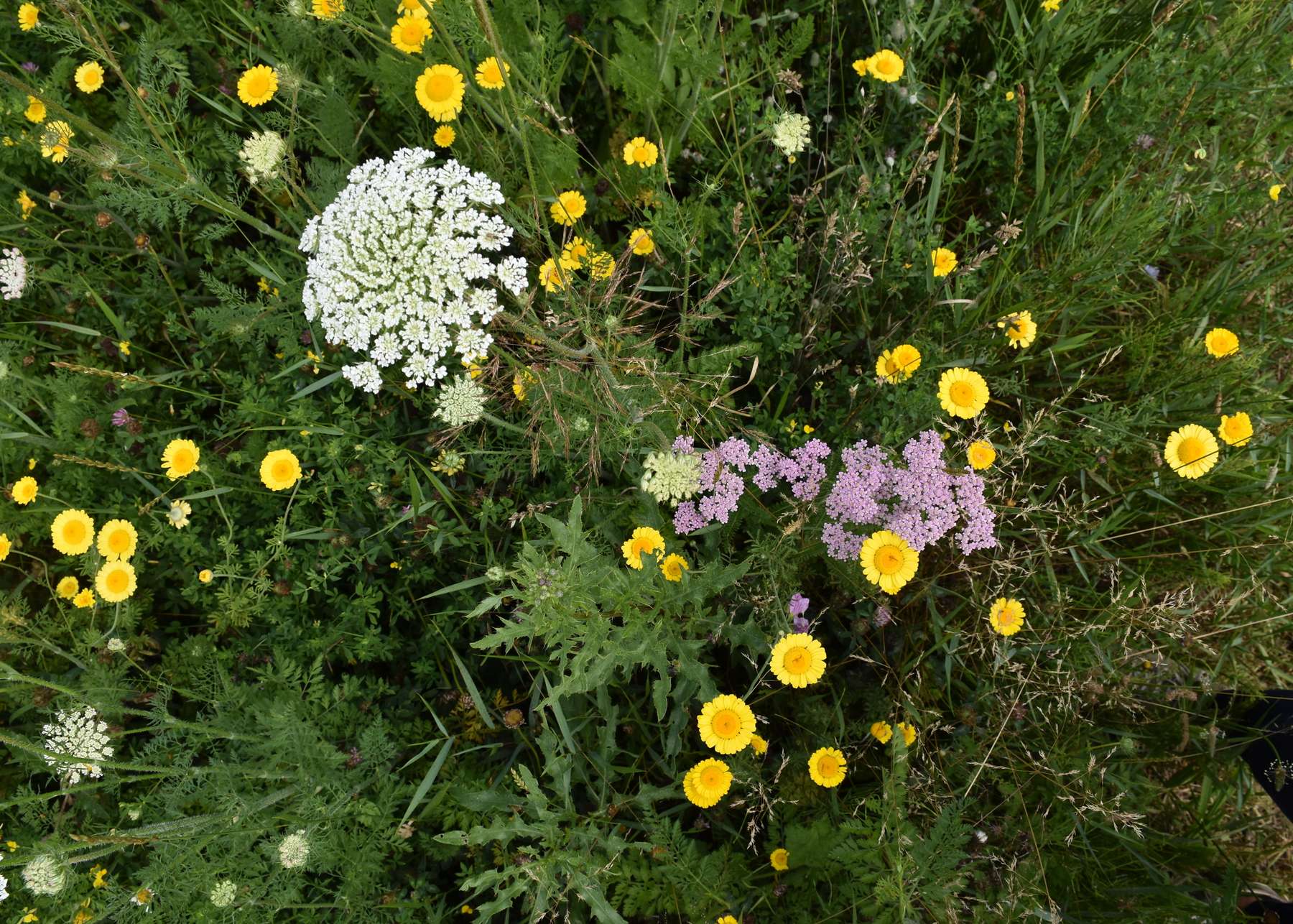 Biodiversität ist wichtig.jpg