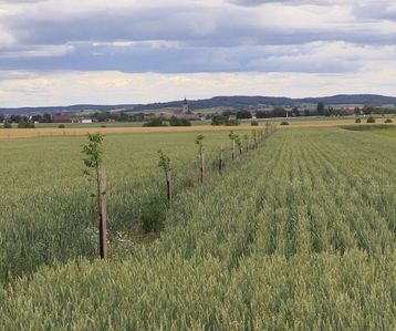 Agroforst.jpg