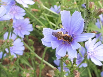 Wildbiene auf gemeiner Wegwarte.jpg Wildbiene auf gemeiner Wegwarte.jpg