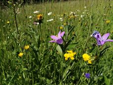 Wildblumenwiese.jpg Wildblumenwiese.jpg