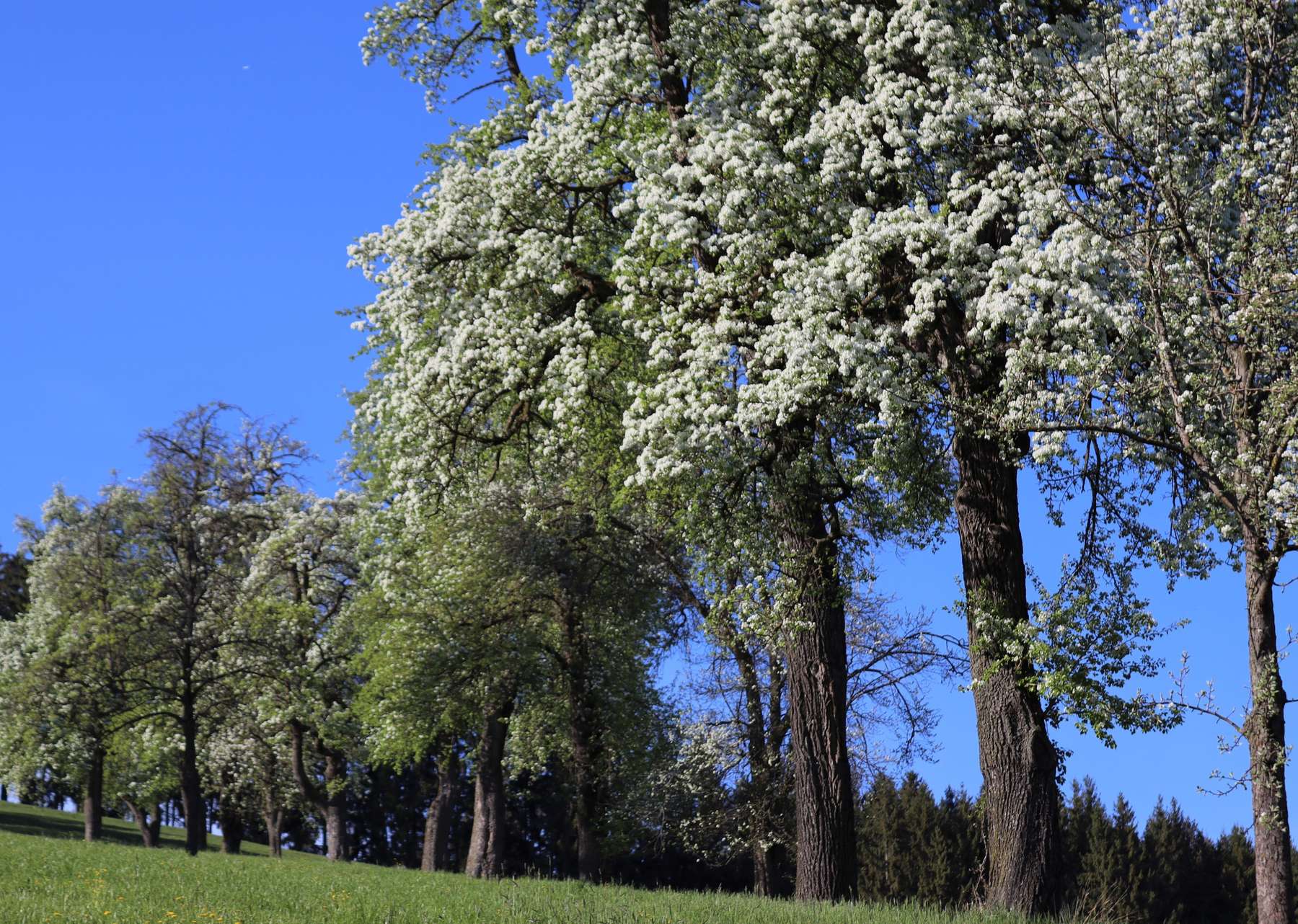Baumblüte.jpg Baumblüte.jpg
