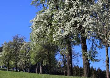 Baumblüte.jpg Baumblüte.jpg