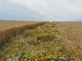 Blühstreifen locken Nützlinge in Getreidefelder.jpg Blühstreifen locken Nützlinge in Getreidefelder.jpg