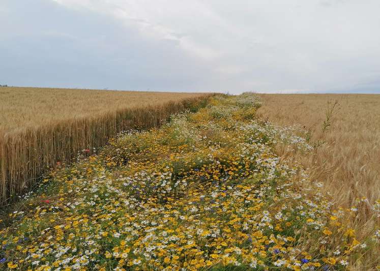 Blühstreifen locken Nützlinge in Getreidefelder.jpg Blühstreifen locken Nützlinge in Getreidefelder.jpg