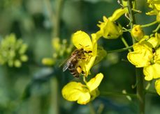 Für Bienen ist Raps eine wichtige Nektar - und Pollenquelle.jpg