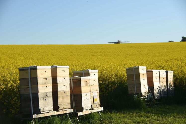 Bienen sind wertvolle Bestäuber für die Rapspflanze - der Imker erntet hochwertigen Honig..jpg