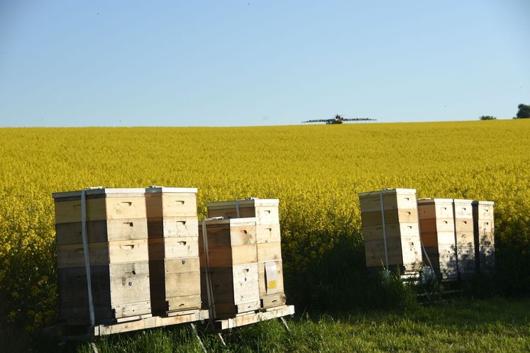 Bienen sind wertvolle Bestäuber für die Rapspflanze - der Imker erntet hochwertigen Honig..jpg Bienen sind wertvolle Bestäuber für die Rapspflanze - der Imker erntet hochwertigen Honig..jpg