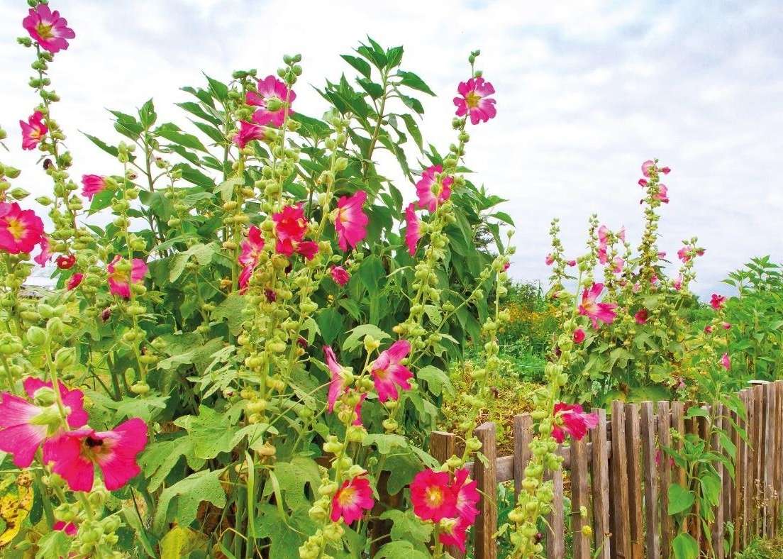Biodiversität am Bauernhof.bmp.jpg Biodiversität am Bauernhof.bmp.jpg